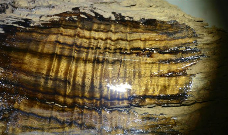 碳化金丝楠木阴沉木,金丝楠木与金丝楠阴沉木区别