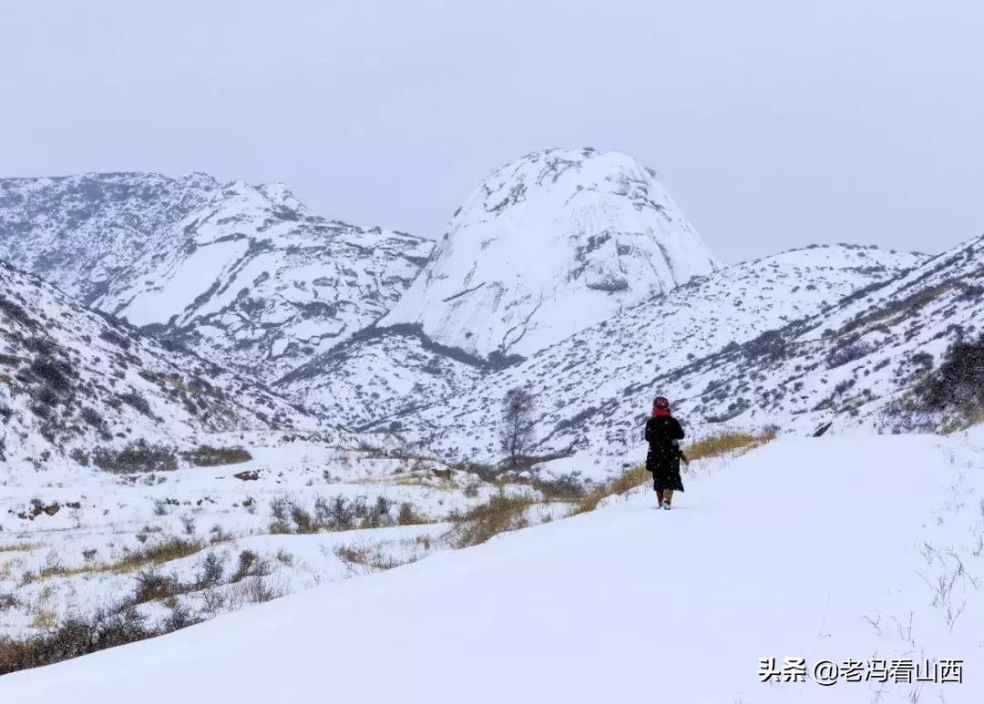 山西忻州静乐天地藜麦,山西静乐县杂粮