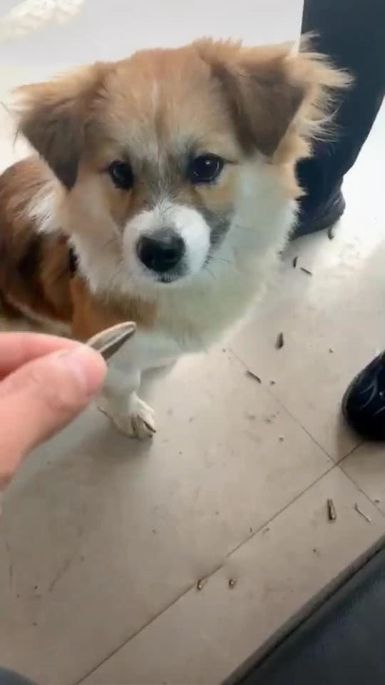 狗吃主人手中食物小心翼翼,狗吃零食主人过来立马吞