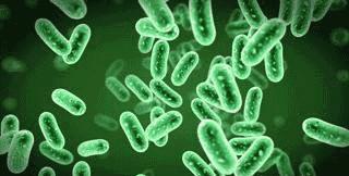 动物吃自己粪便原因,为什么动物吃掉粪便