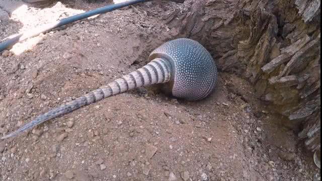 能与狮子老虎抗衡的动物,能和老虎狮子抗衡的动物