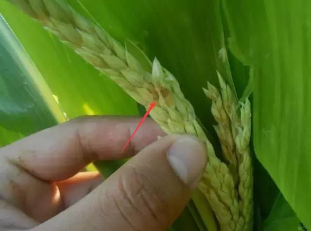 中国玉米叶片病害防治情况,玉米控旺病虫害防治能同时用药吗