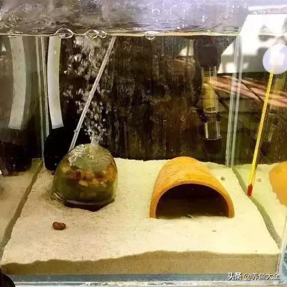 养鱼大神都养什么鱼,鱼缸养鱼都有哪些鱼