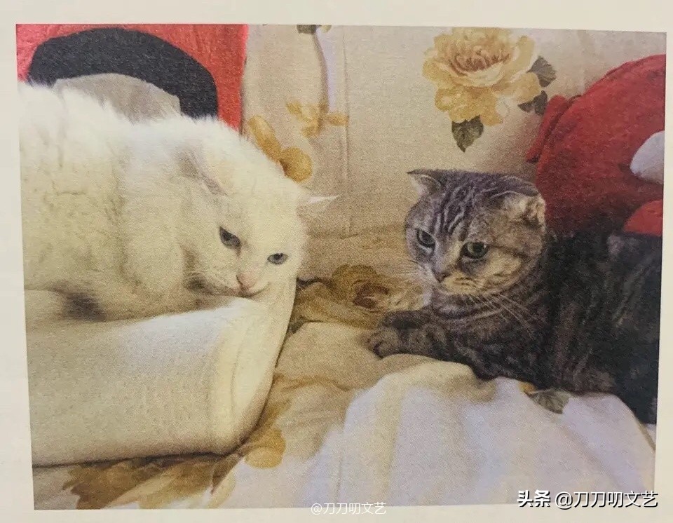 康辉简介及父母资料,康辉谈及自己唯一的遗憾