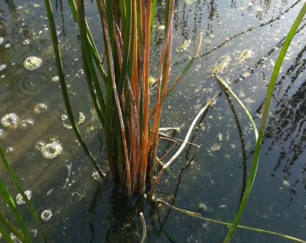 马蹄枯萎病症状,马蹄干枯病的防治方法