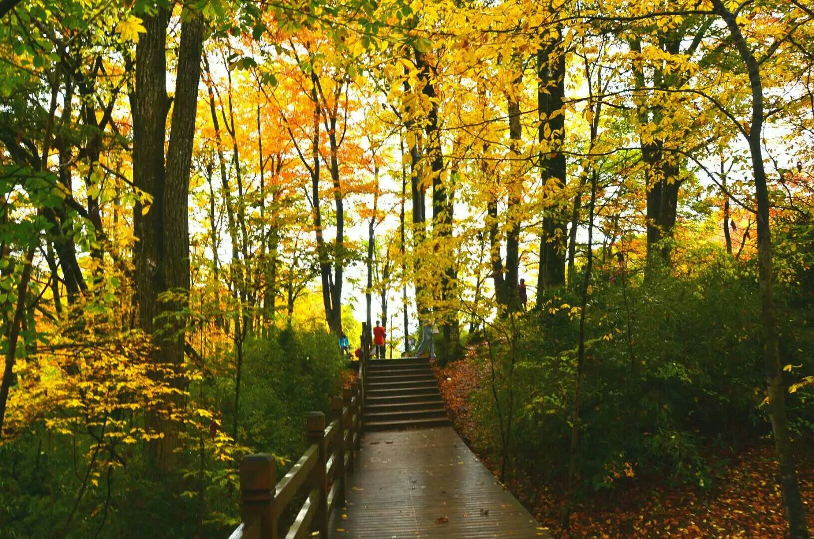 巴中光雾山红叶的最佳时间,红叶谷打卡地