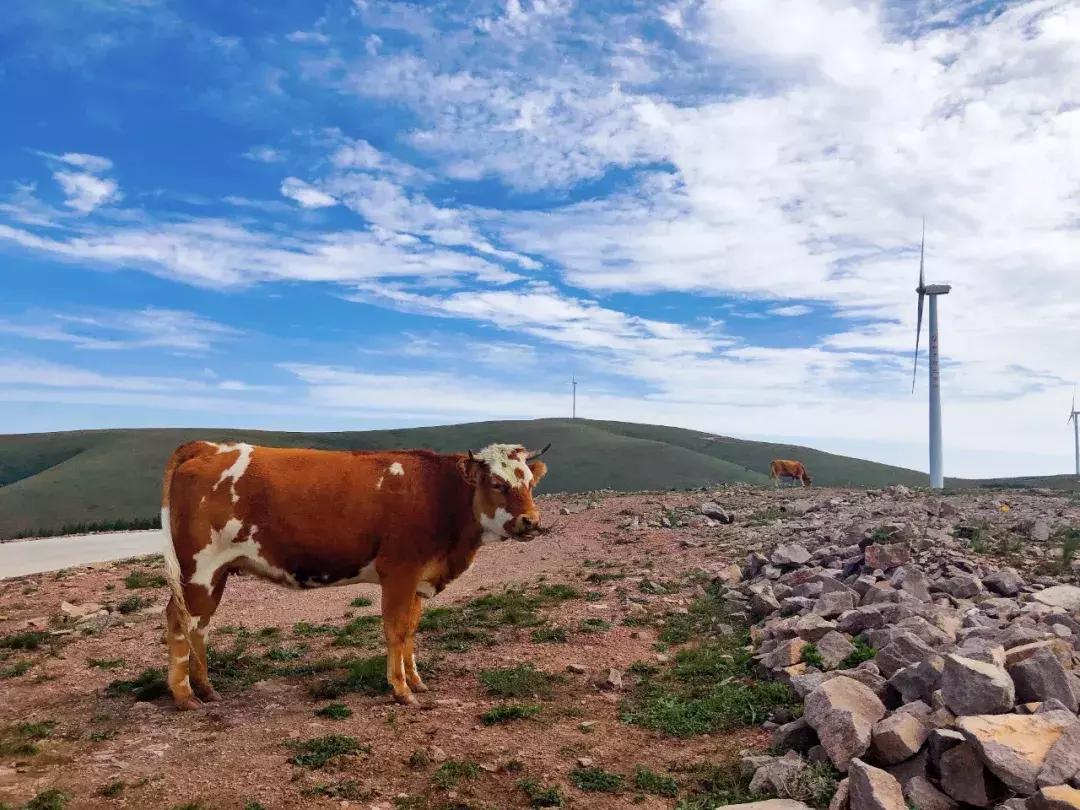 千松坝国家森林公园看云海,在万米的高空看云海
