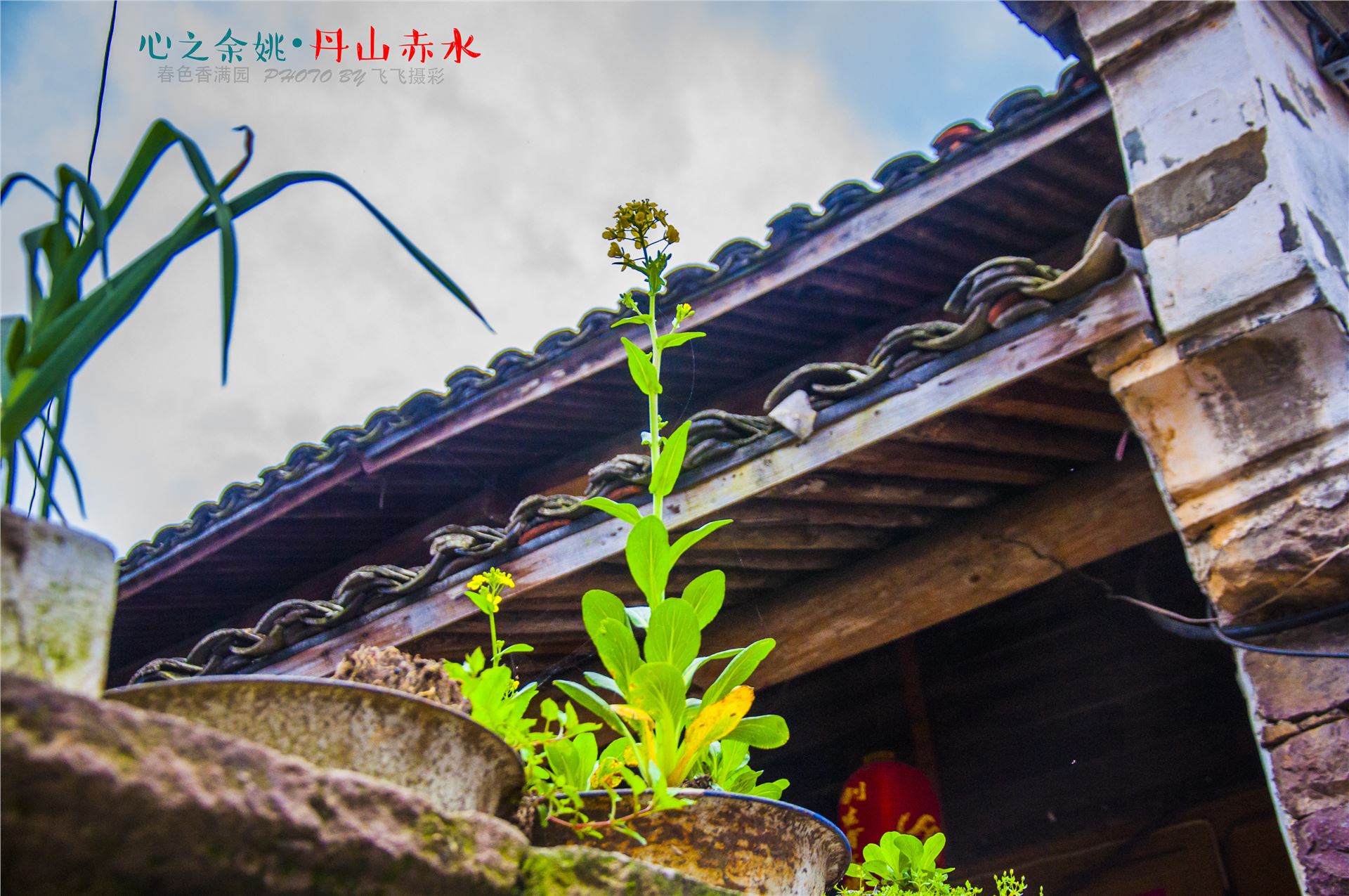 丹山赤水的老柿林景区,丹山赤水柿林古村