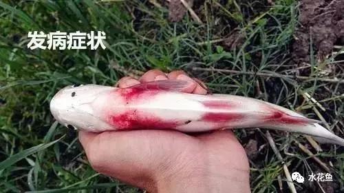 鱼类败血症,鱼病毒性败血症