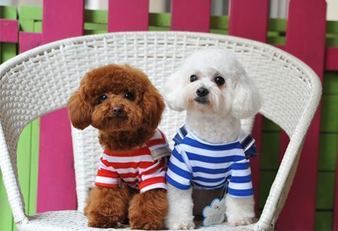 宠爱狗狗话语,宠爱里的狗狗都什么品种