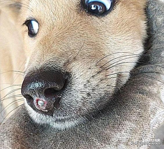 狗狗一直仰头不停哆嗦,狗狗一直呜咽口中有粘液站立困难