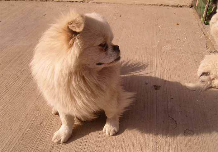 狗狗肾衰竭可以喝水吗,狗狗大量喝水大量尿肾衰竭