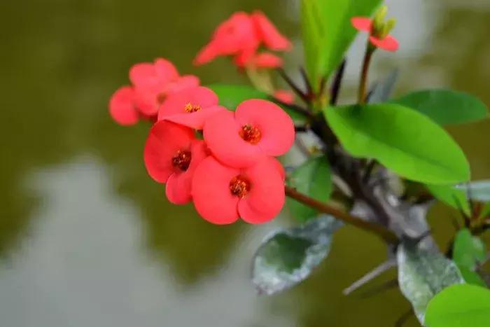 宝宝误食家里养的植物叶子,孩子误食有毒植物