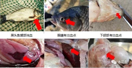 鲫鱼出血型暴发性鱼病,鲫鱼暴发性出血病的治疗