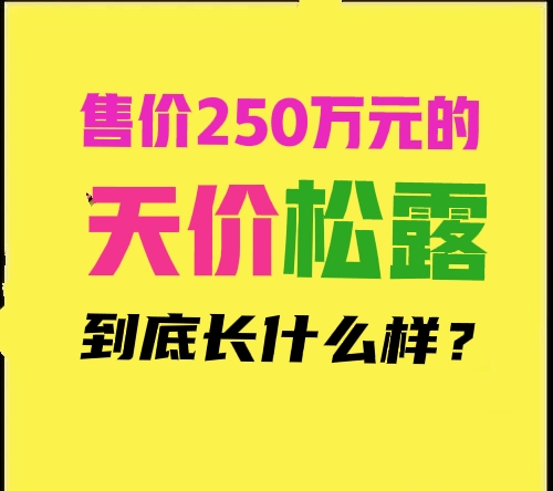 松露昂贵,松露价格大概是多少