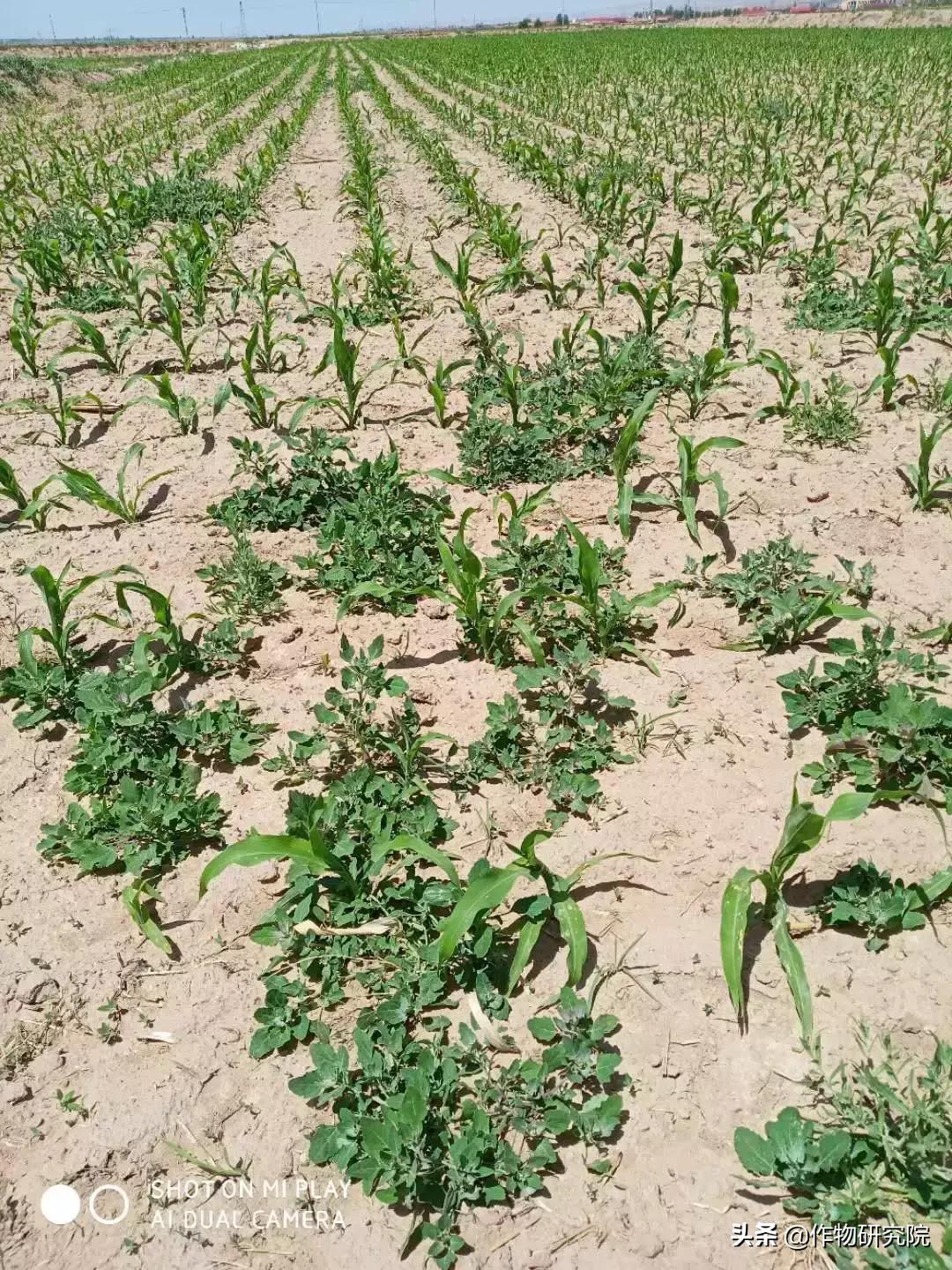 飞防高浓度,飞防7天效果