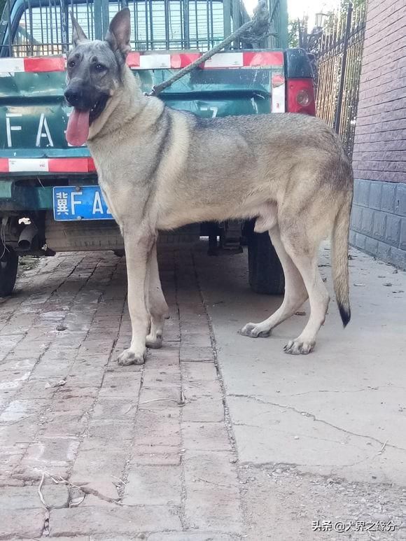 什么猛犬适合家庭饲养,适合新手养的猛犬不用训练不咬人