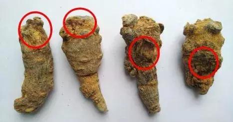 鉴别三七,最全三七鉴别法点进来终身受用