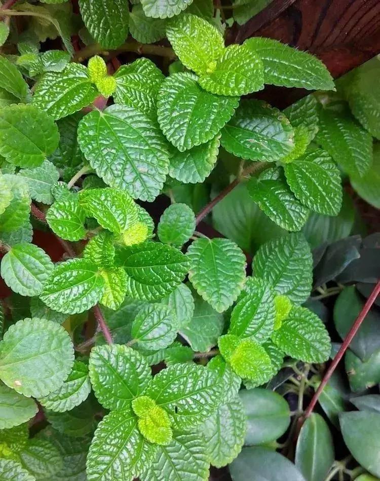 甲醛克星选什么花,什么花放屋里除甲醛好