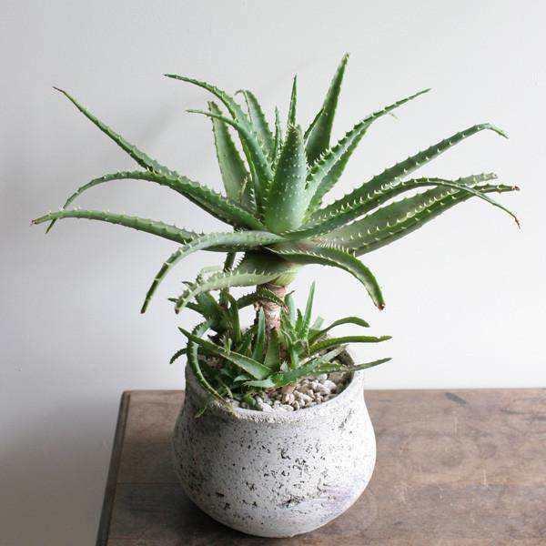 芦荟养着有啥用,芦荟冬季怎么浇水才能让它长大呢