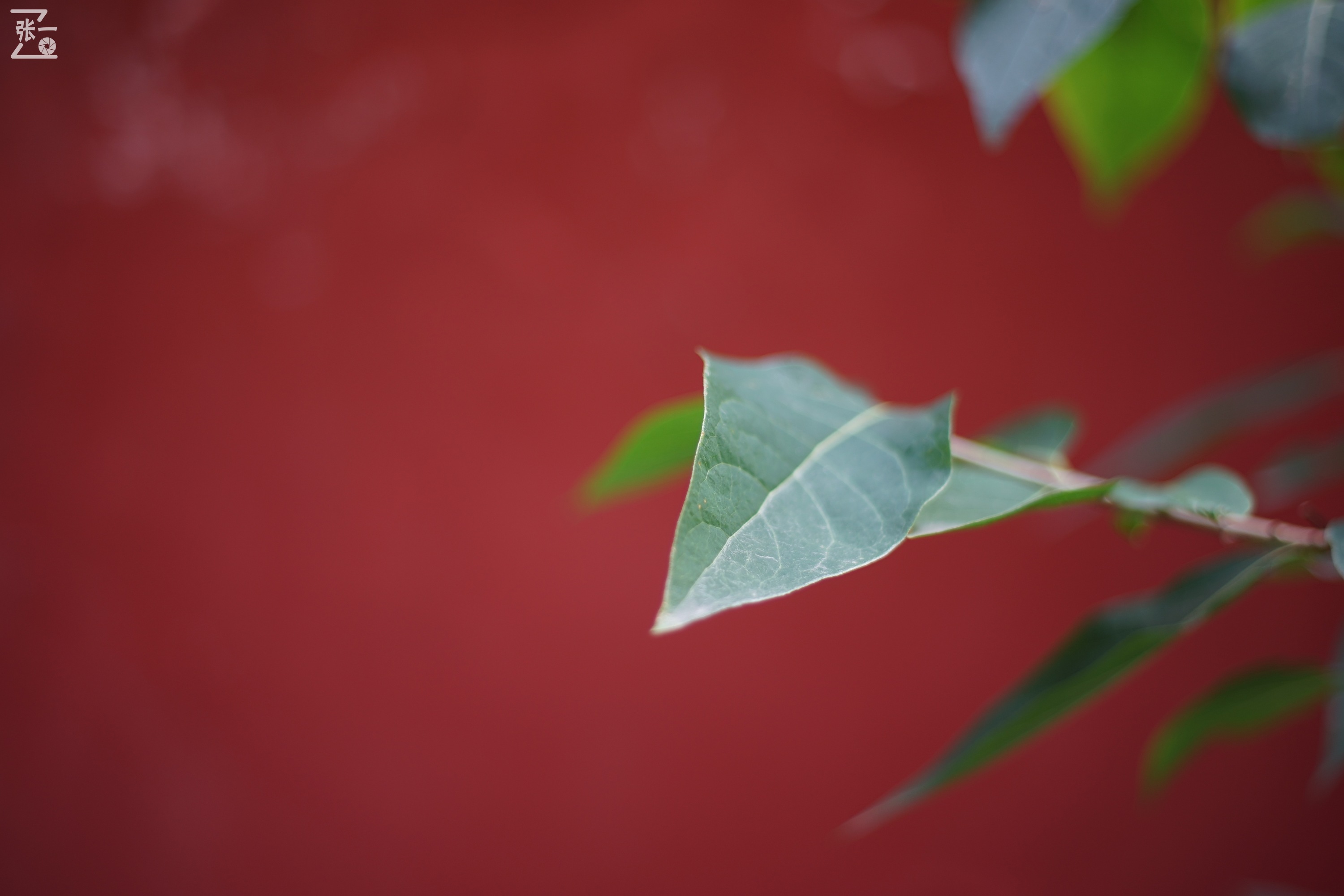 宾得老镜头k系列,老北京镜头