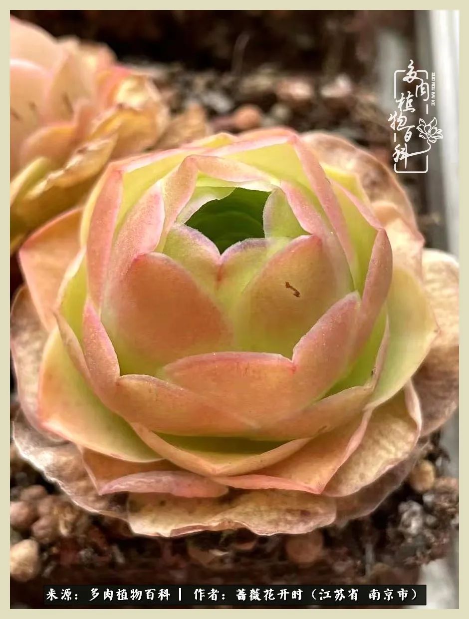 又见颜的妩媚，色的诱惑！这些山地玫瑰礼盒惊艳了眼眸