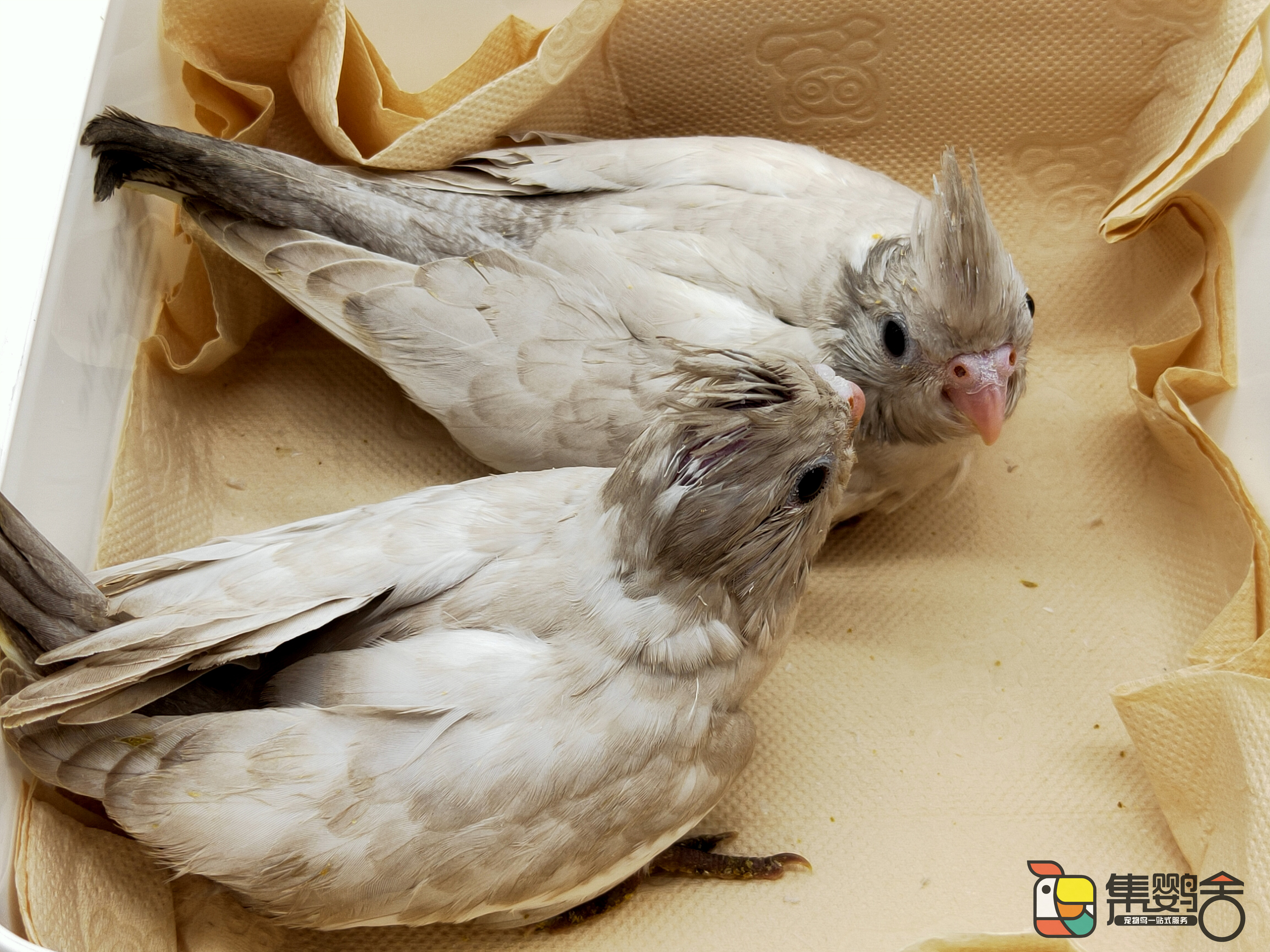 鹦鹉放飞有什么注意事项,鹦鹉放飞安全措施