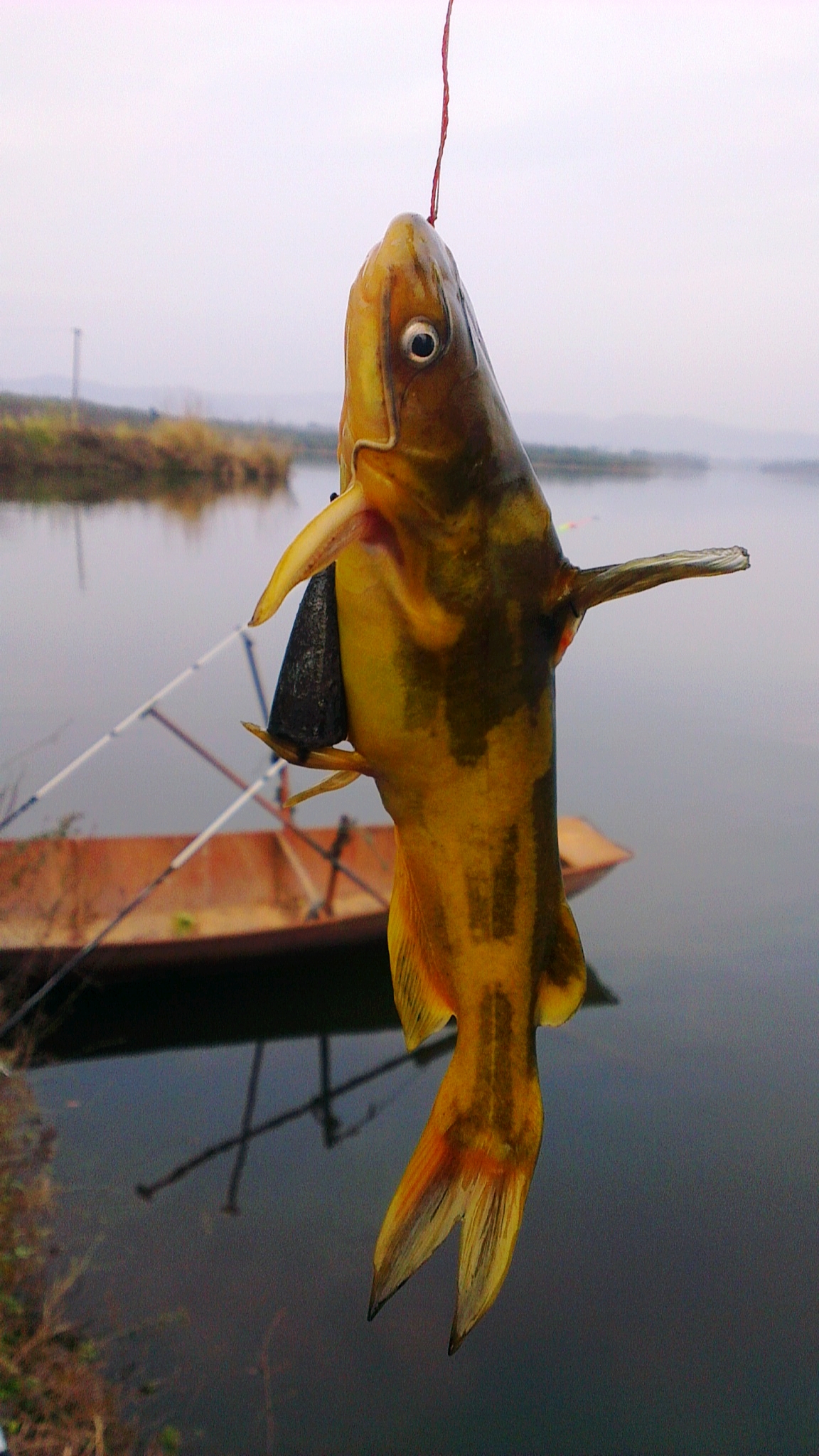 黄颡鱼背鳍刺伤怎么处理,钓到的鱼被钩子伤到了怎么办
