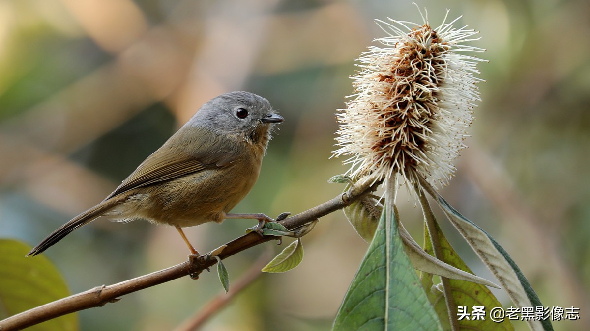无量山镇游玩攻略一日游,无量山旅游攻略一日游多少钱