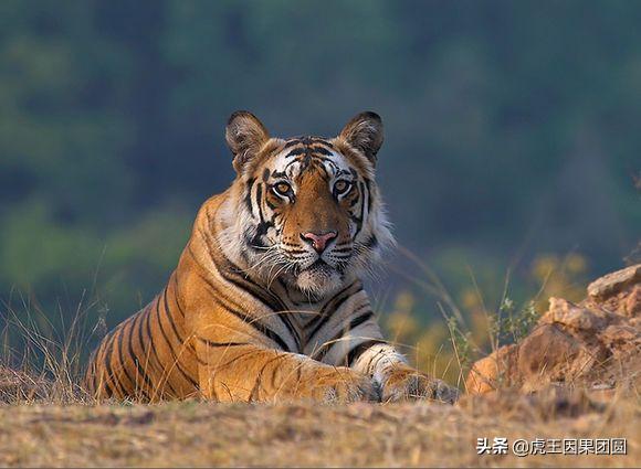 巴梅拉雄虎,传奇虎王战斗视频