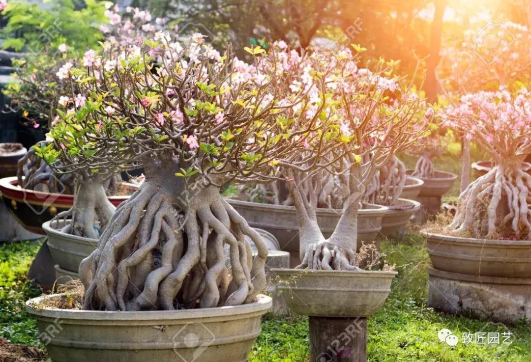 提根盆景造型大全大图,漂亮的提根盆景图片