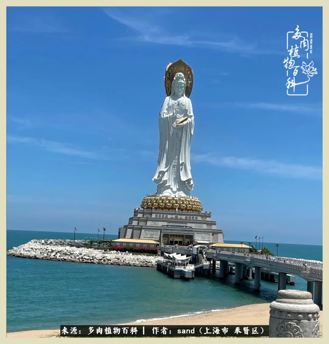 多肉垂落下去该怎么办,多肉在三伏天怎么度夏