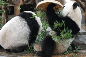 元旦假期上海精彩文旅活动指南，元气满满迎接2020