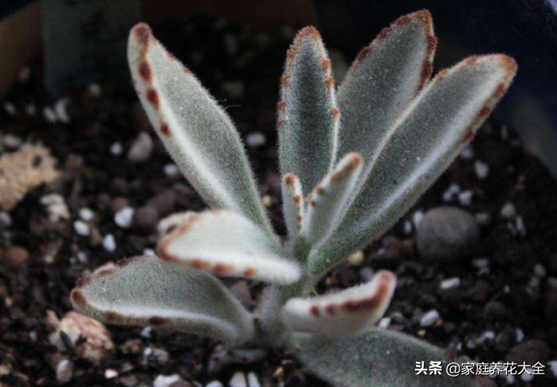 多肉放假了怎么养,5月份的多肉怎么养护