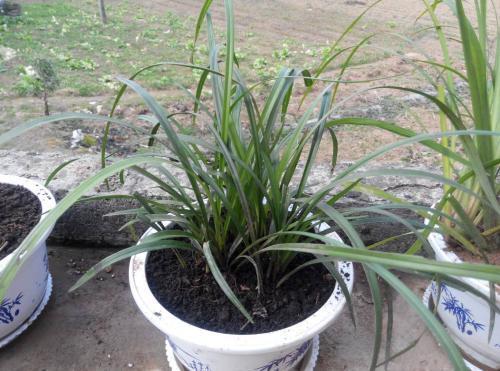 什么肥料促进叶片油亮,什么肥能让叶面油亮