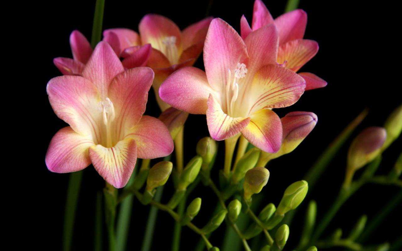 花语大全100种花的花语,100种象征着爱情的花的花语