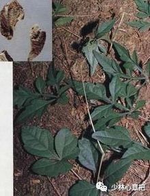 中药图片大全名称,中药图片大全带药名高清