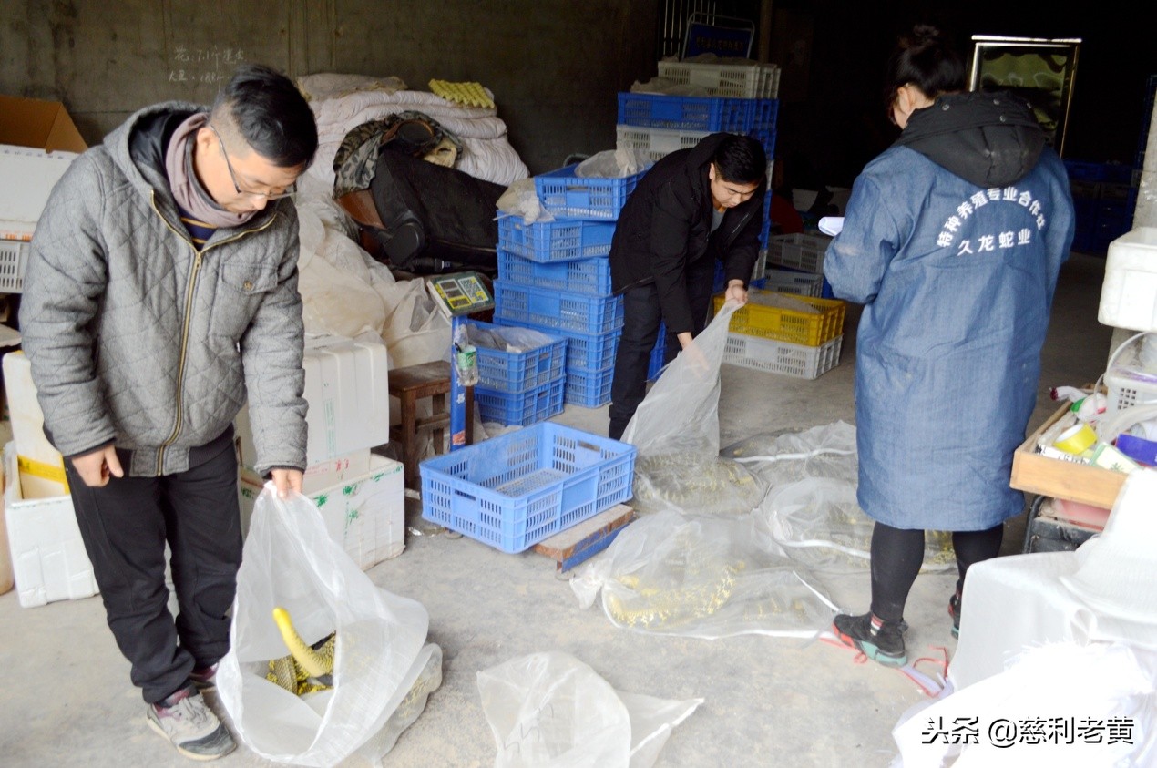 慈利“蛇女”赵婷的养蛇致富故事