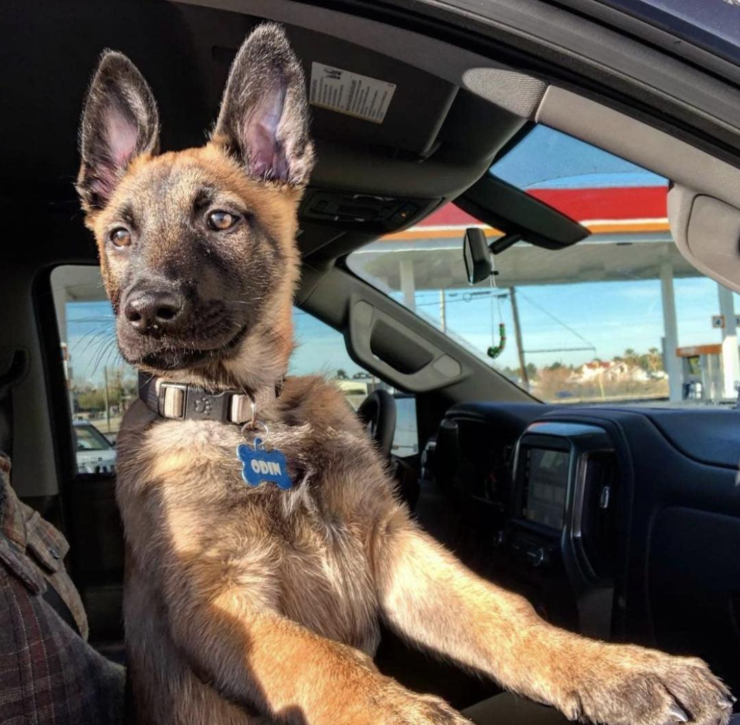 萌犬犬种,萌犬二十种名称