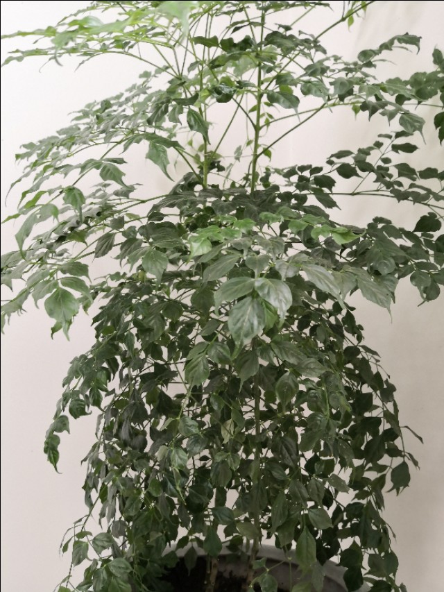 幸福树卷叶是什么原因引起的,幸福树生虫怎么解决