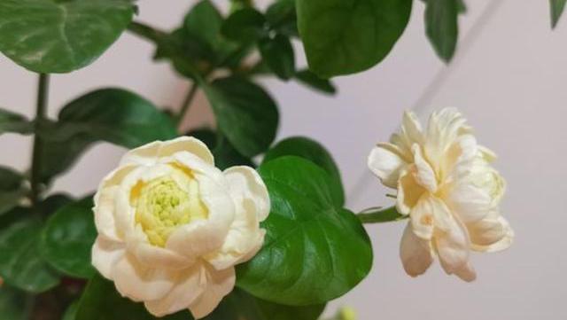 茉莉花不爆枝怎么办,茉莉花总是掉花骨朵