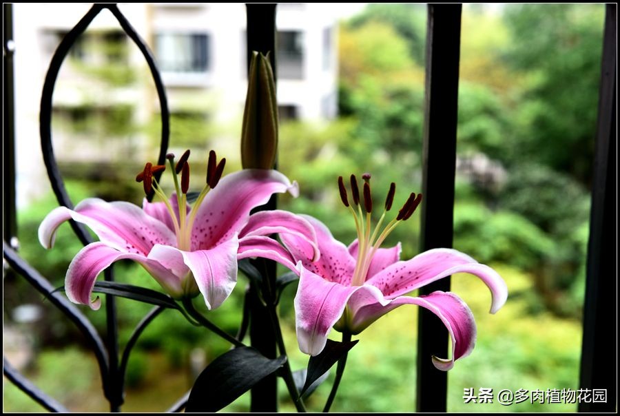 香水百合怎么养更持久,香水百合盆栽能在室内养吗