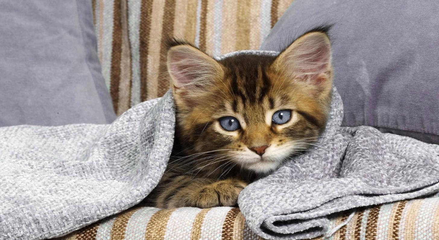 萌宠猫小知识,萌宠小知识日常