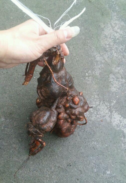 陕西秦岭大山里的制何首乌,陕西秦岭制何首乌