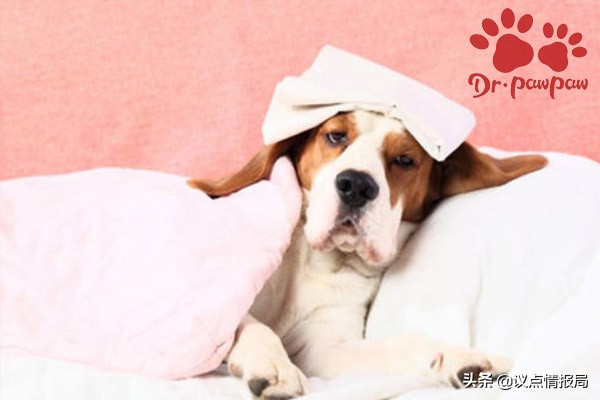 狗狗发烧感冒有什么症状,狗狗发烧有什么症状和治疗方法