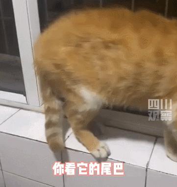 长沙阳光安置小区流浪猫,长沙有流浪猫的小区