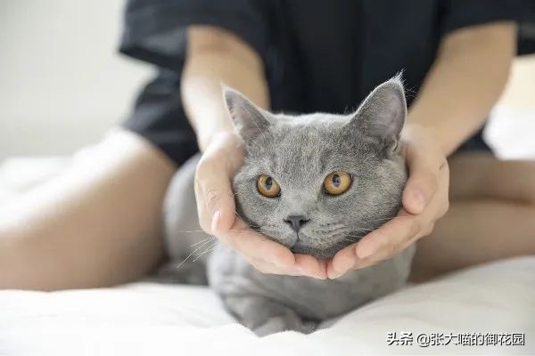 不让猫生小猫的方法,让不让猫咪生孩子