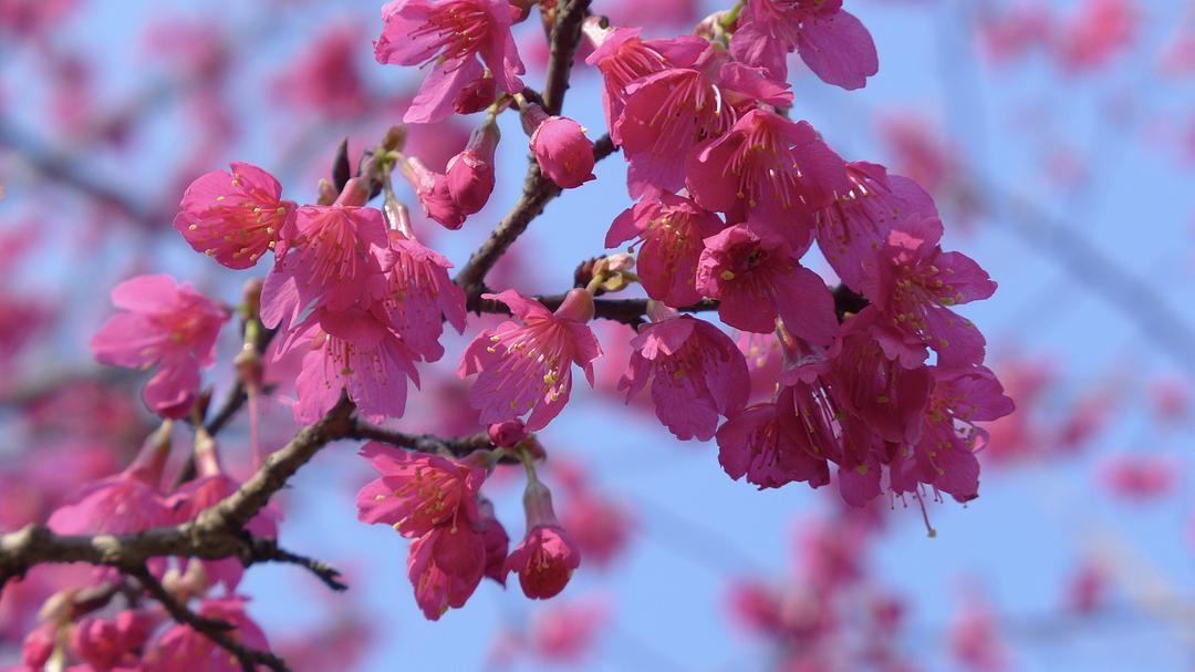 樱花季怎么能少得了专属樱花,四月开花的樱花有哪些
