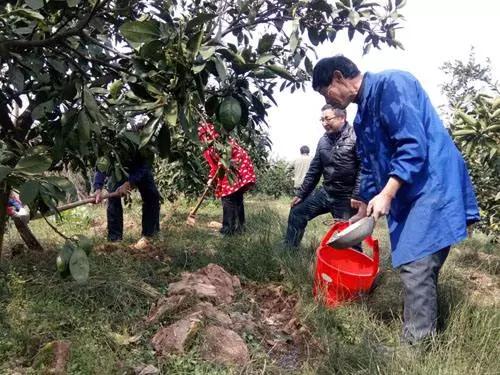 柑橘抽出夏梢还可以施肥吗,柑橘如何施肥防治病虫害