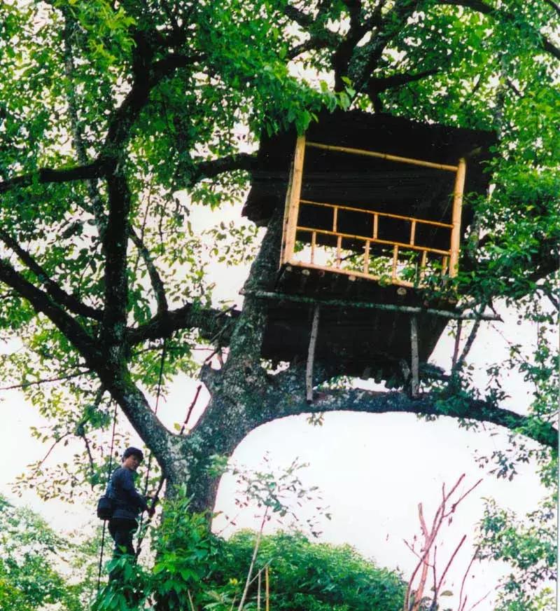腾冲樱花谷景区,腾冲樱花谷